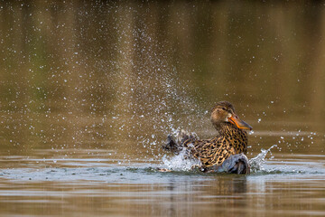 Slobeend; Northern Shoveler; Anas clypeata