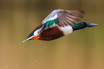 Slobeend; Northern Shoveler; Anas clypeata