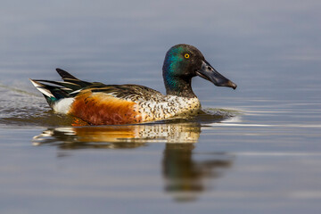 Slobeend, Northern Shoveler; Anas clypeata