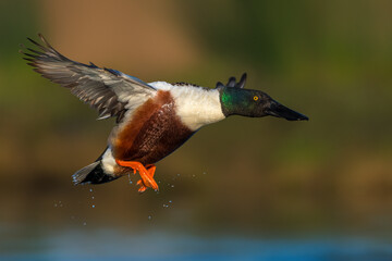 Obraz premium Slobeend; Northern Shoveler; Anas clypeata