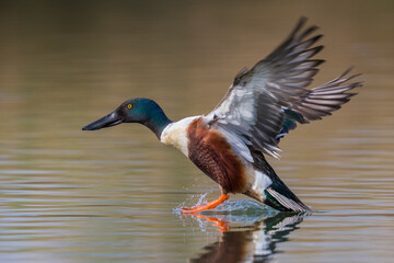 Slobeend; Northern Shoveler; Anas clypeata