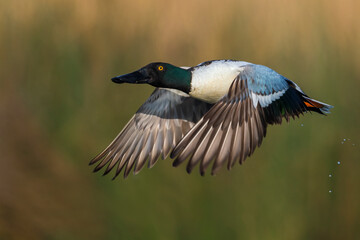 Slobeend; Northern Shoveler; Anas clypeata
