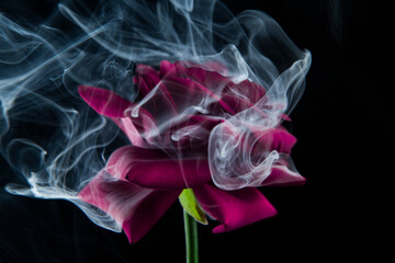image of flower smoke dark background 
