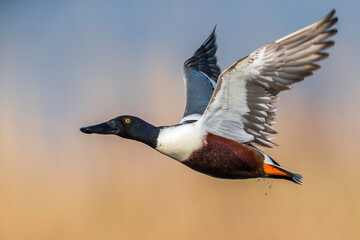 Slobeend; Northern Shoveler; Anas clypeata
