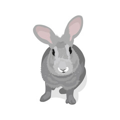 Rabbit on a white background.