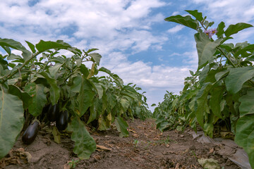 Young eggplant grows in the farmer field. Growing eggplant field at day time.