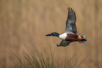 Slobeend; Northern Shoveler; Anas clypeata