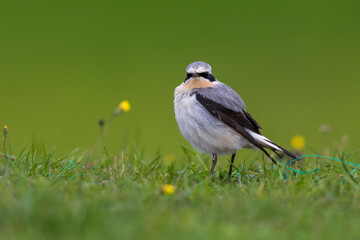 Tapuit, Northern Wheatear; Oenanthe oenanthe leucorhoa