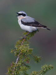 Tapuit, Northern Wheatear; Oenanthe oenanthe leucorhoa