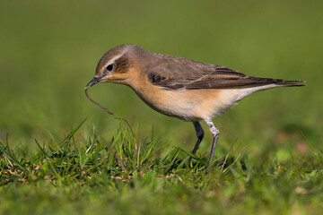 Tapuit, Northern Wheatear; Oenanthe oenanthe leucorhoa