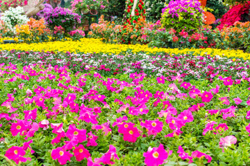 Colorful bonsai flower festival in Shenzhen, China.