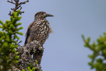 Notenkraker; Nutcracker; Nucifraga caryocatactes ssp macrorhynchos