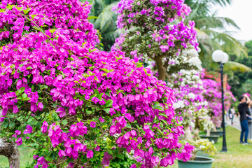 Obraz premium Purple bonsai tree of Bougainvillea spectabilis flower exhibition in Shenzhen, China. also as great bougainvillea, a species of flowering plant. It is native to Brazil, Bolivia, Peru, and Argentina.