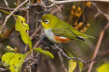 Roodflankbrilvogel; Chestnut-flanked White-eye; Zosterops erythropleurus
