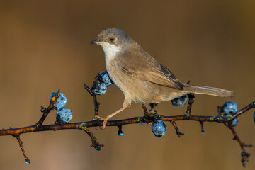 Kleine Zwartkop; Sardinian Warbler; Sylvia melanocephala