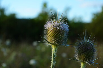 Fullers teasel in bloom, close up photo with selective soft focus. Dry flowers of Dipsacus fullonum, Dipsacus sylvestris, is a species of flowering plant