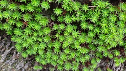 beautiful view Plantago subulata leaves fresh grown Plantaginaceae