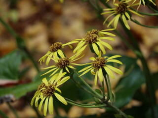 つわぶき　黄色い花　かわいい小花