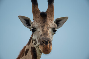 portrait of a giraffe