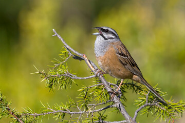 Grijze Gors; Rock Bunting; Emberiza cia