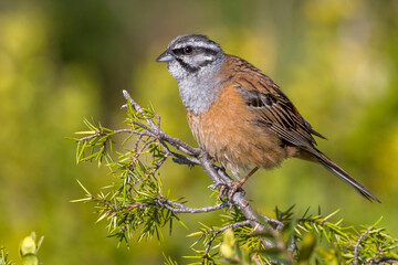 Grijze Gors; Rock Bunting; Emberiza cia
