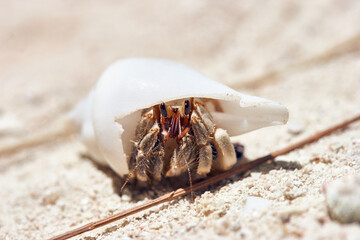 Macro shot of small hermit crab with white shell in the sand of the archipelago Palau