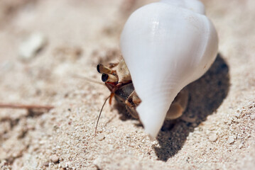 Macro shot of small hermit crab with white shell in the sand of the archipelago Palau