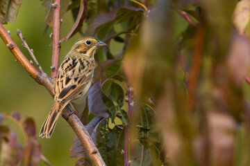 Grijskopgors; Chestnut-eared Bunting; Emberiza fucata