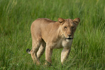 African Lion