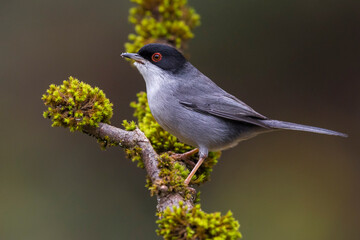 Kleine Zwartkop; Sardinian Warbler; Sylvia melanocephala