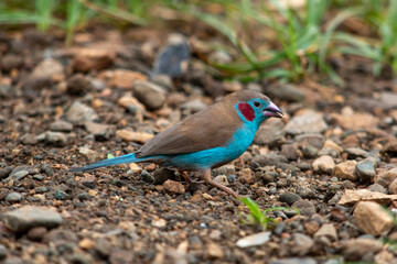 blue bird on the ground