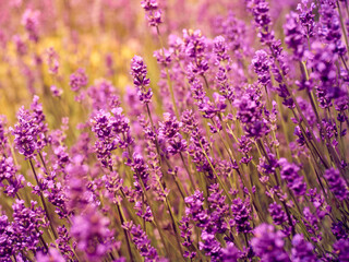 Soft focus on lavender flowers.