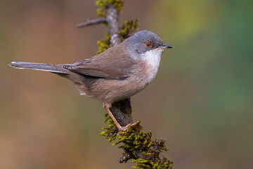 Kleine Zwartkop; Sardinian Warbler; Sylvia melanocephala