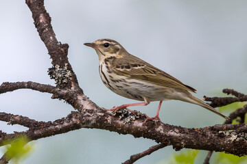 Siberische Boompieper; Olive-backed Pipit, Anthus hodgsoni yunnanensis
