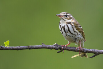Siberische Boompieper; Olive-backed Pipit, Anthus hodgsoni yunnanensis