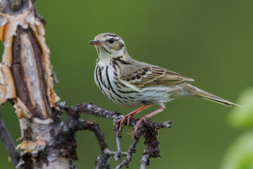 Siberische Boompieper; Olive-backed Pipit, Anthus hodgsoni yunnanensis