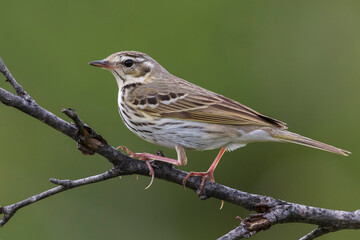 Siberische Boompieper; Olive-backed Pipit, Anthus hodgsoni yunnanensis