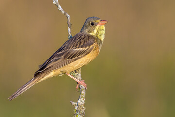 Ortolaan; Ortolan Bunting; Emberiza hortulana