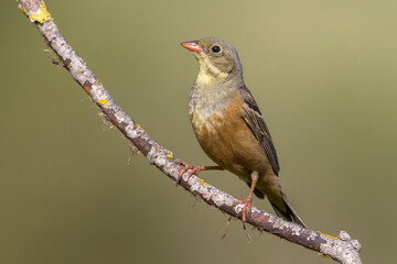Ortolaan; Ortolan Bunting; Emberiza hortulana