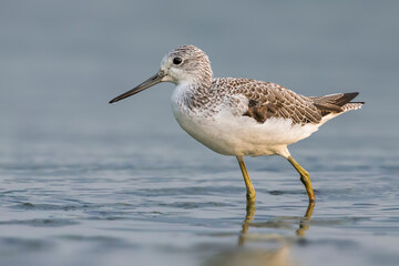 Obraz premium Groenpootruiter; Greenshank; Tringa nebularia