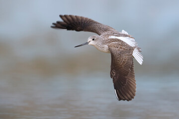 Groenpootruiter; Greenshank; Tringa nebularia