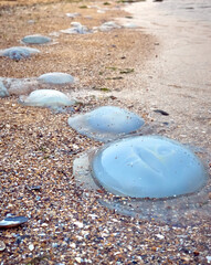 Colourful varieties of jellyfish washed ashore on pebbles coast of Black sea