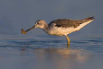 Groenpootruiter; Greenshank; Tringa nebularia