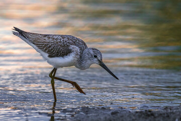 Groenpootruiter; Greenshank; Tringa nebularia