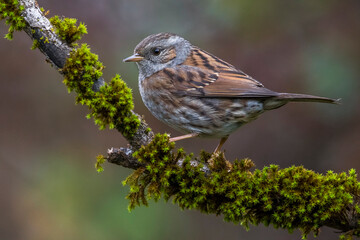 Heggenmus; Dunnock; Prunella modularis
