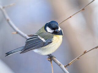 Cute bird Great tit, songbird sitting on a branch without leaves in the autumn or winter.