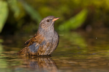 Heggenmus; Dunnock; Prunella modularis