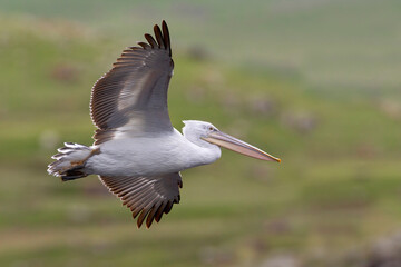 Kroeskoppelikaan, Dalmatian Pelican, Pelecanus crispus