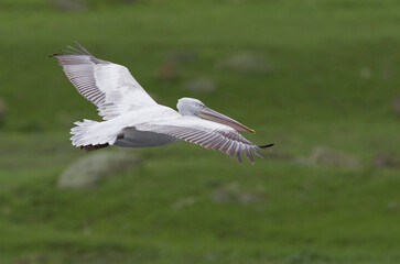 Kroeskoppelikaan, Dalmatian Pelican, Pelecanus crispus