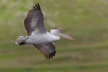 Kroeskoppelikaan, Dalmatian Pelican, Pelecanus crispus
